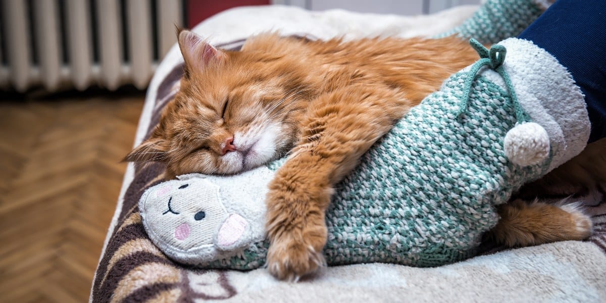 Warum schlafen Katzen am Fußende vom Bett?